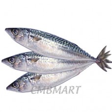 Saba (Japanese mackerel) 3 fish, weight  1 - 1.1 kg